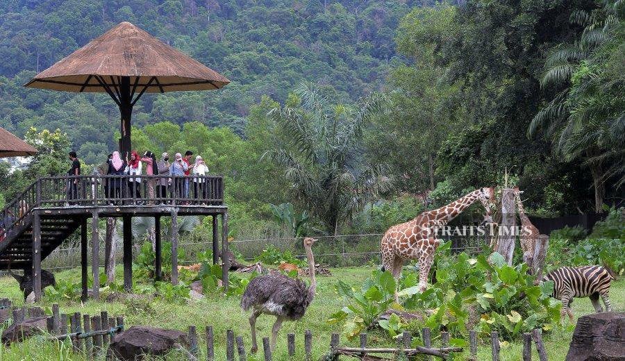 Zoo Negara. Photo by NSTP/SAIFULLIZAN TAMADI