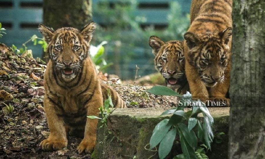YaPEIM launches fund for animals at Zoo Negara